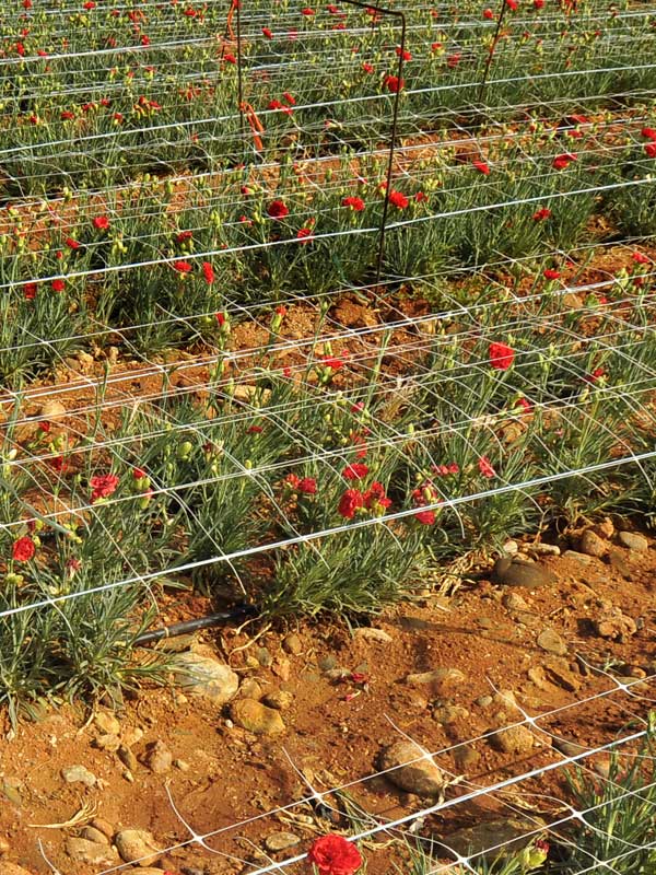 Flowers and vegetables support