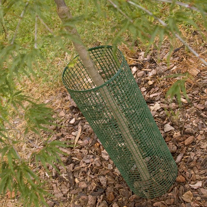 QUADRA 10 verde