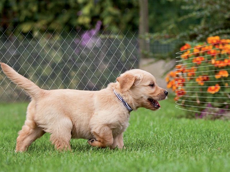 Pet and garden protective nets