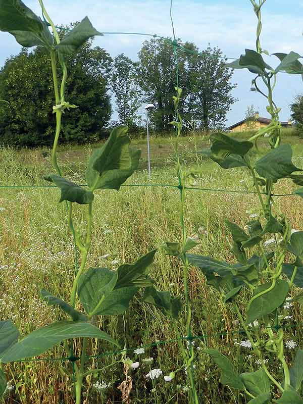 Filets pour plantes grimpantes