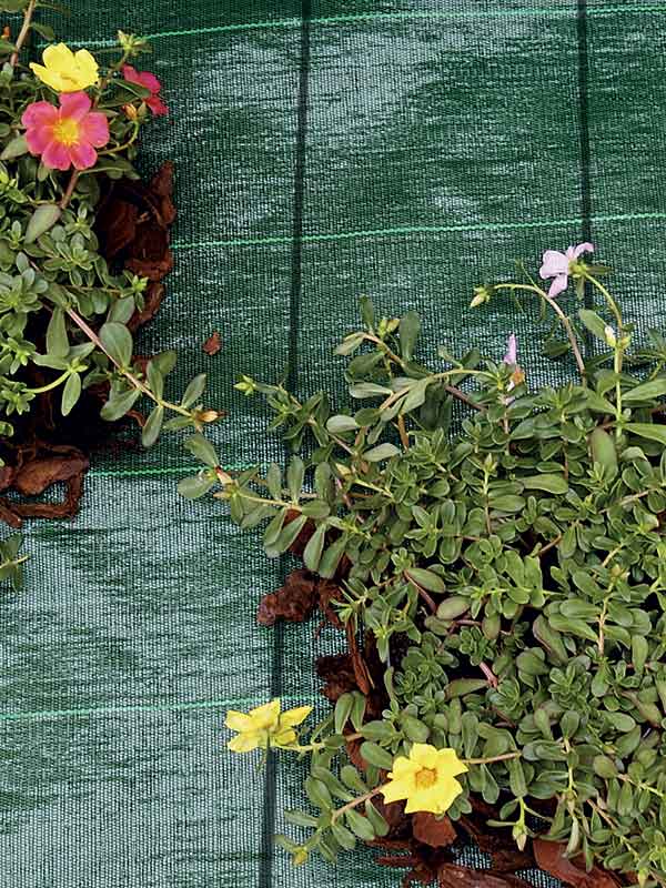 Anti-mauvaises herbes et paillage