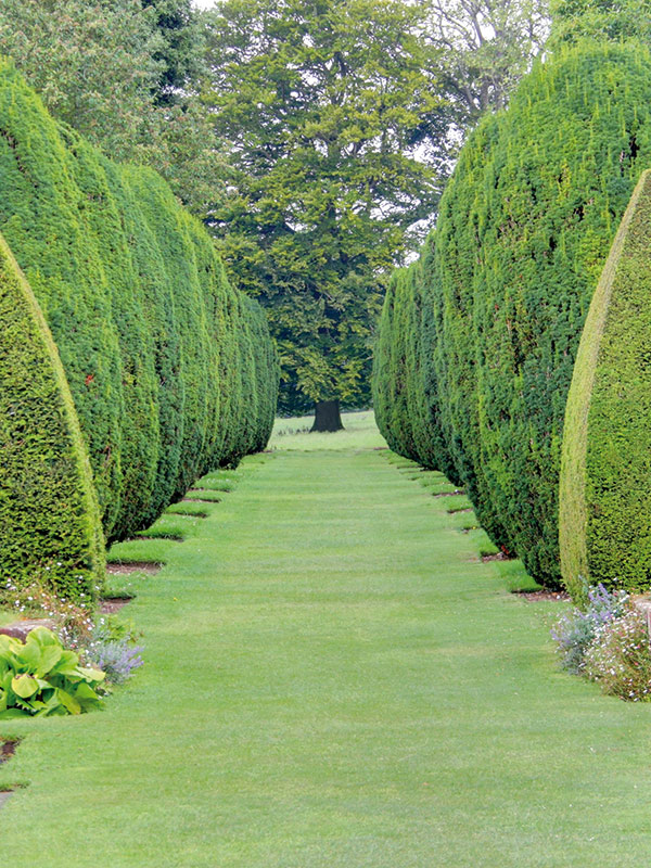 Lawn reinforcement