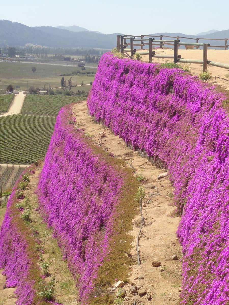 Reinforced Steep Slopes