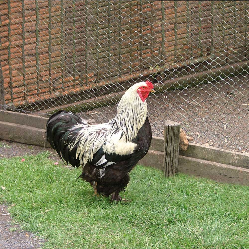 Rete per pollaio, rete per piccoli animali. Tenax.