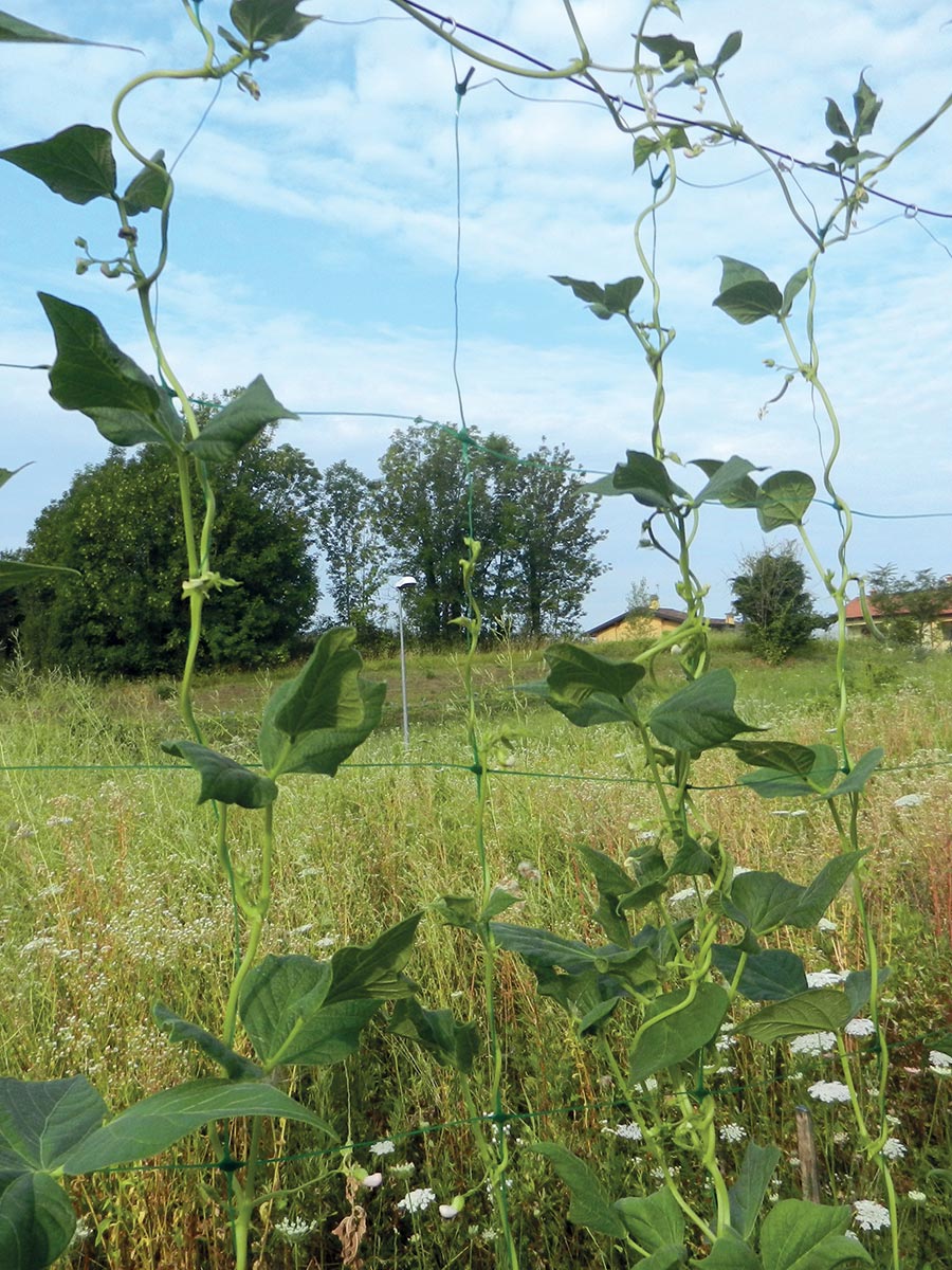 Rete per sostenere fiori e piante rampicanti