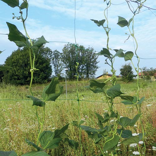 Rete per rampicanti TENAX FLORA verde