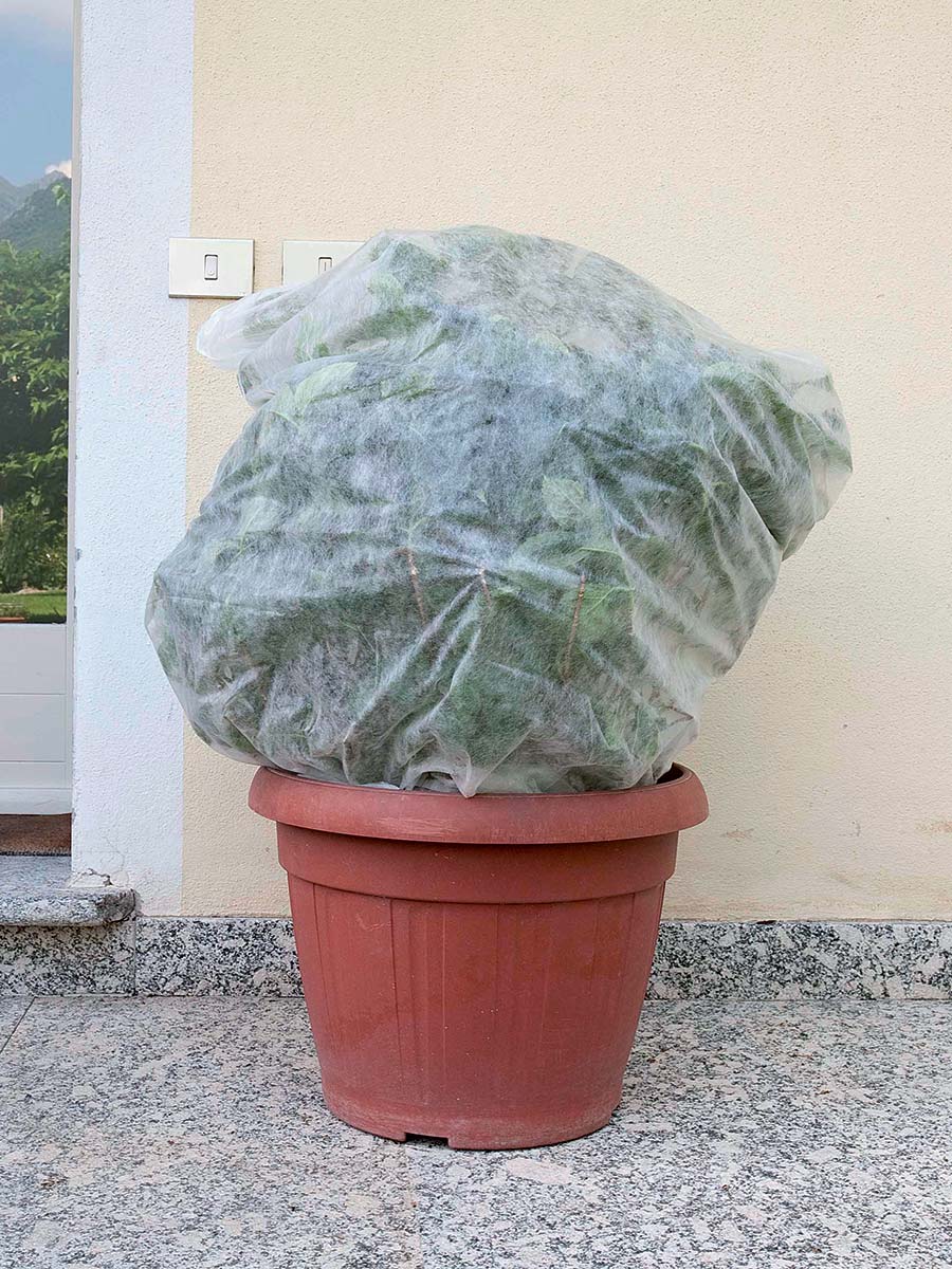 Cappuccio protettivo leggero per piante