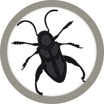 Antiinsectos