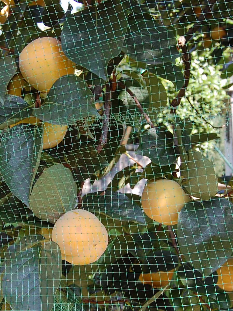 Rete antiuccelli per la protezione di piante da frutto