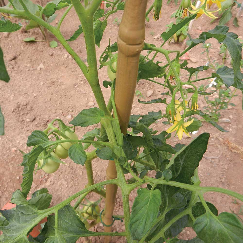 Tutore sintetico TENAX BAMBOO UP per sostenere i pomodori