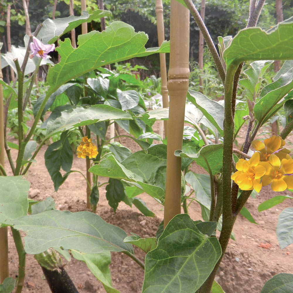 Tutore sintetico simile al bambù per sostenere piante e fiori TENAX BAMBOO UP