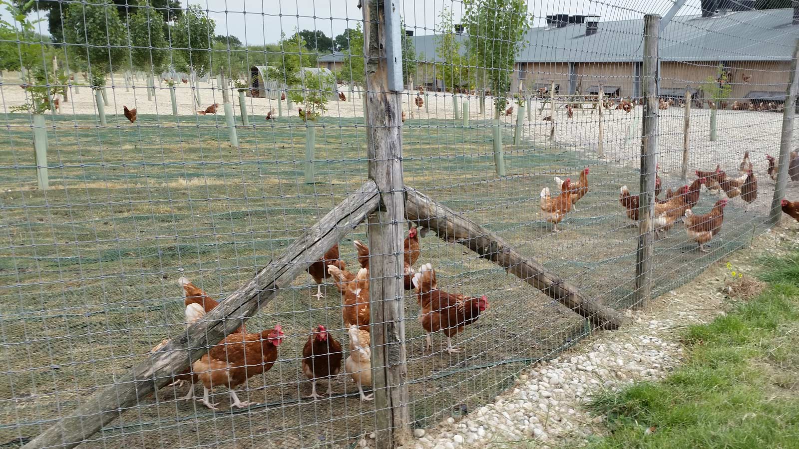 Poultry Fence. Poultry fence. Tenax