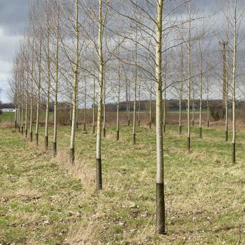 Rete-protezione-piante-tree-trunk