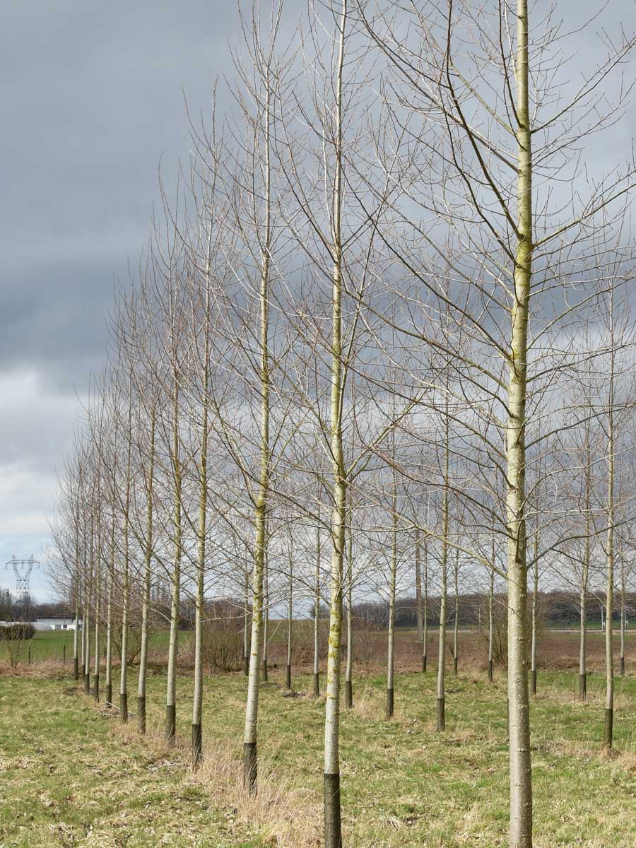 Rete-protezione-piante-tree-trunk