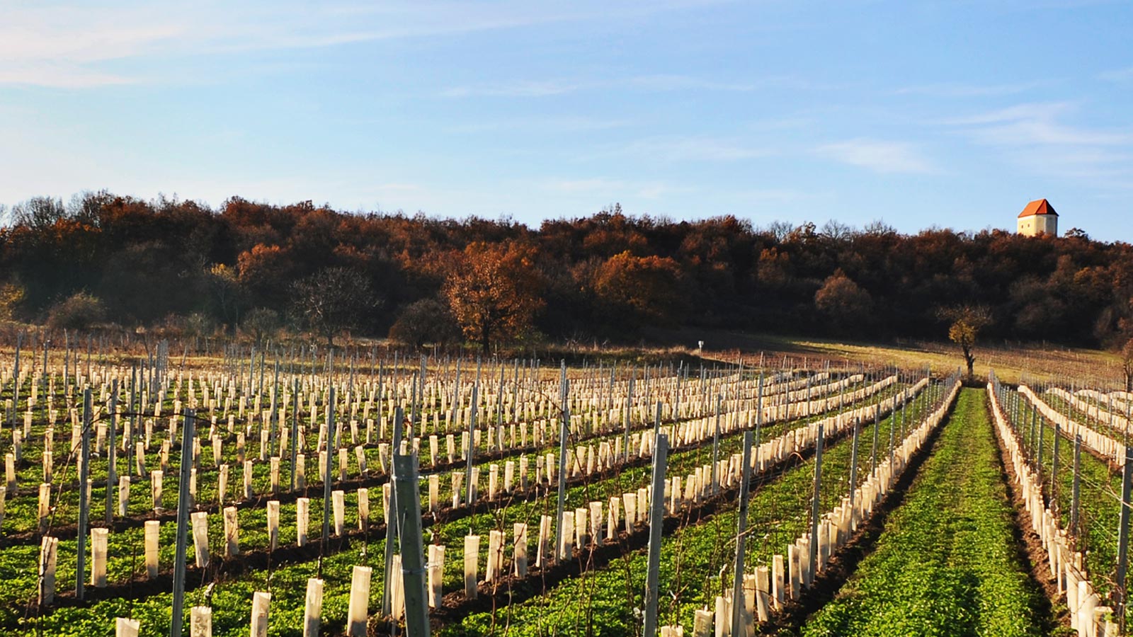 Rete-protezione-piante-tg11