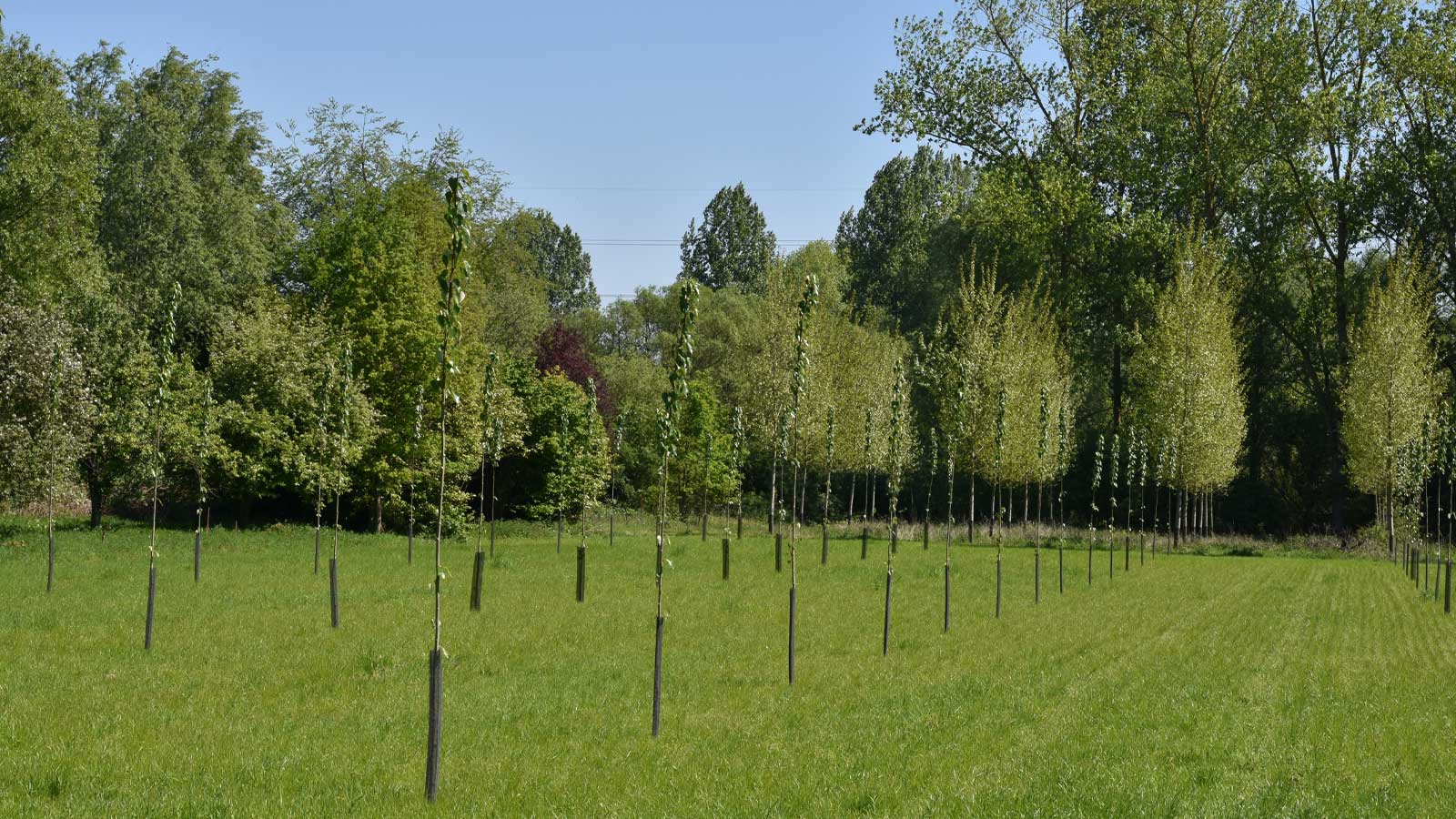 Rete-protezione-piante-tg30