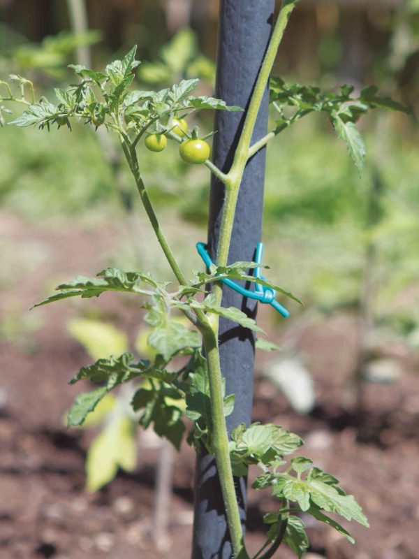 Ataduras para plantas