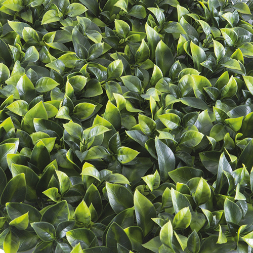 DIVY 3D PANEL POTHOS