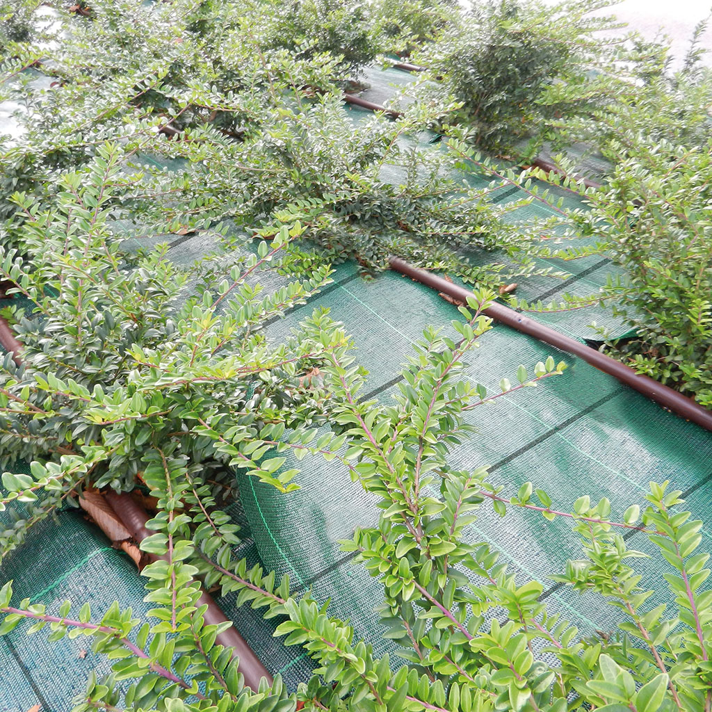 Telo Pacciamatura 2Mx10M Polipropilene Permeabile E Ombreggiante Allaperto 176988555211