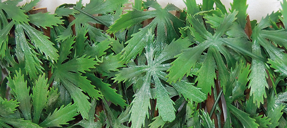 DIVY 3D X-TENS ACER PALMATUM