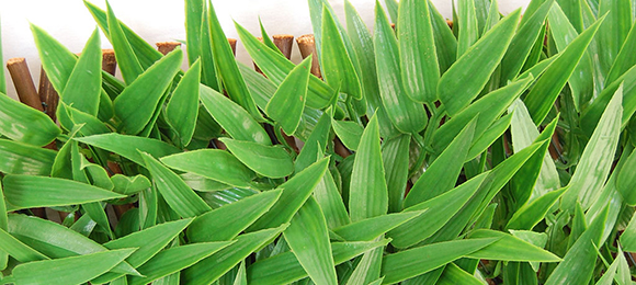 DIVY 3D X-TENS BAMBOO