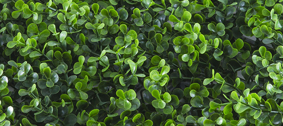 DIVY PANEL BUXUS INTENSE