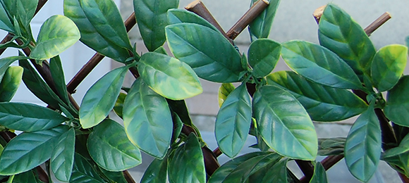 DIVY 3D X-TENS OSMANTHUS