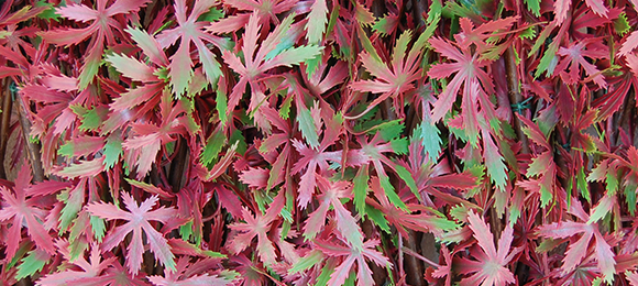 DIVY 3D X-TENS RED ACER