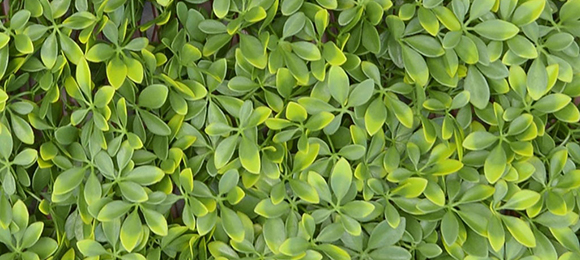 DIVY TRELLIS PITOSFORO