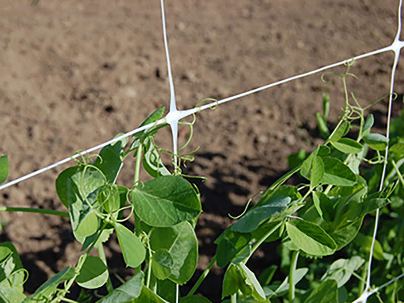 Supporto fiori e ortaggi