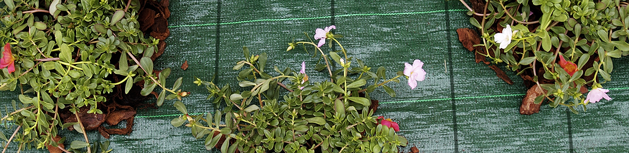 Antierbacce e pacciamatura