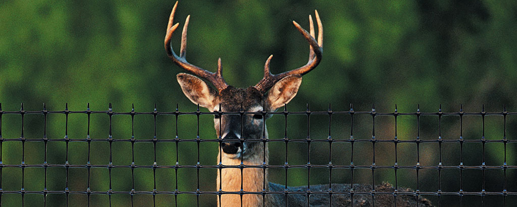 Rete per protezione dai cervi