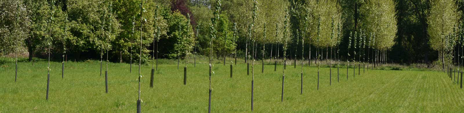 Protezione giovani piante