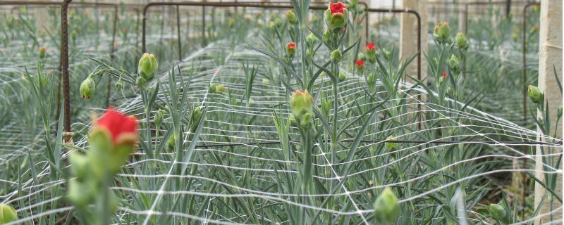 Rete per supporto fiori