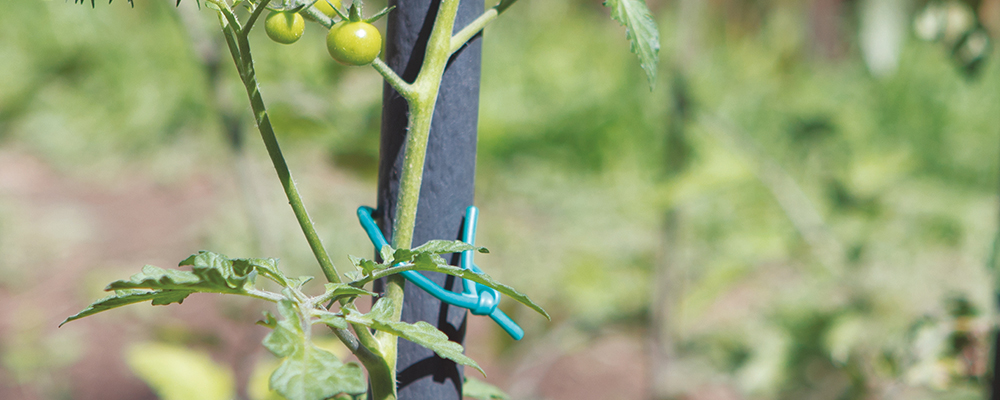 Legature per piante