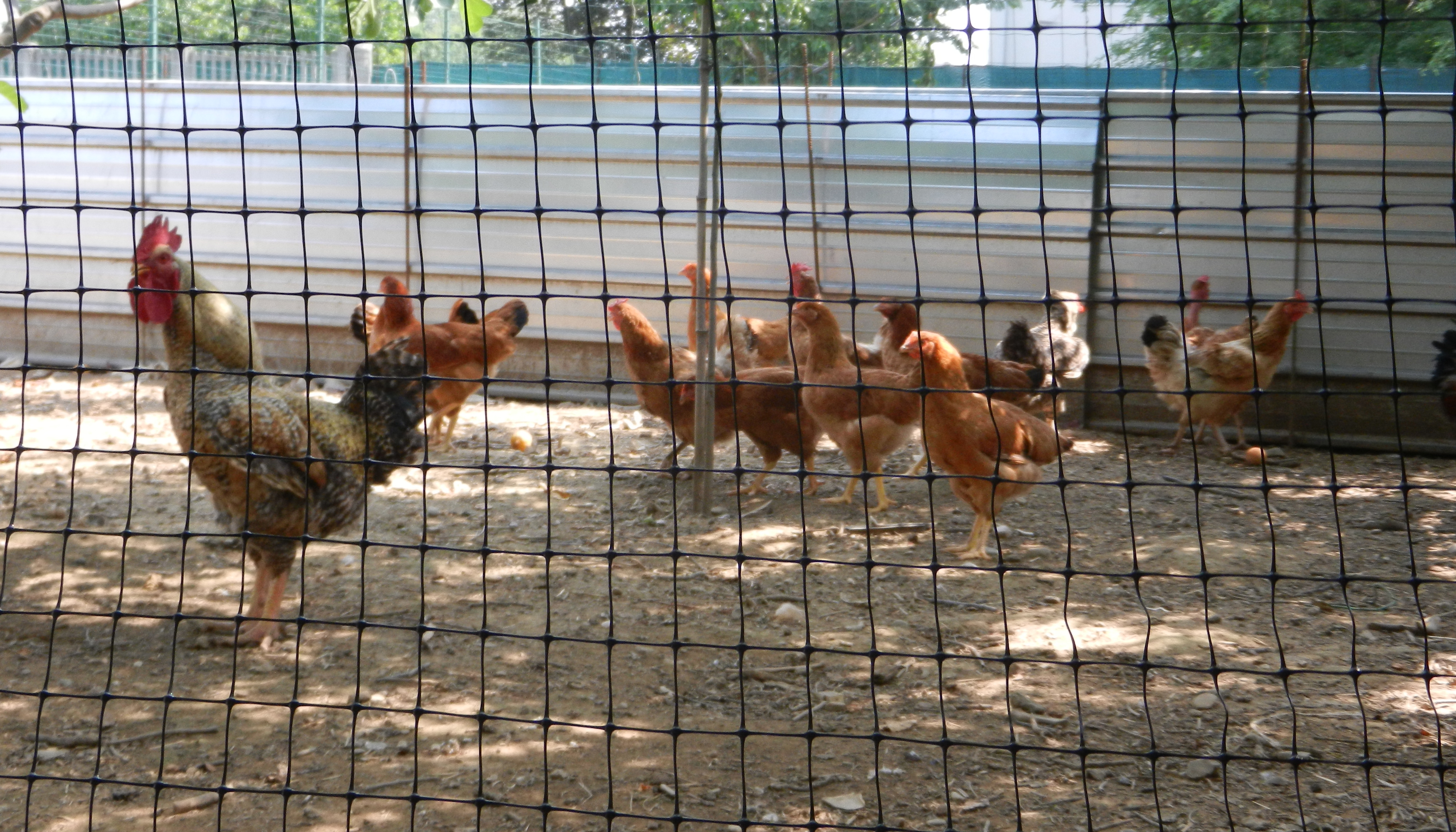 Recinzioni e allevamento