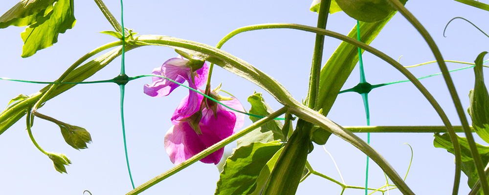Supporto fiori e ortaggi